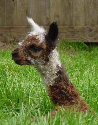 Alpaca For Sale - FFFA Spring Splash at Fancy Fiber Farm